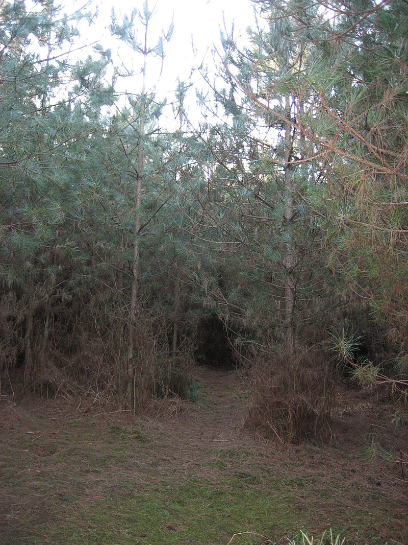 Illustration for article titled Qué ocurrió realmente en el bosque Rendlesham, el Roswell inglés que avivó la llama de la conspiración OVNI